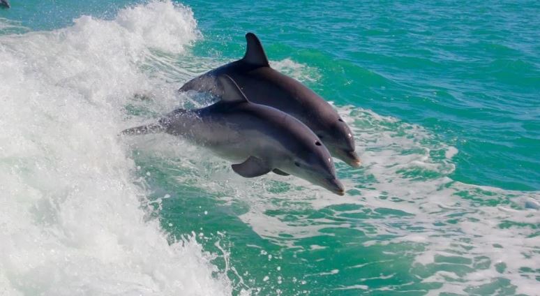Laguna, Brasil